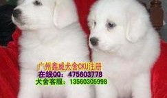大白熊最新爆料,娱乐圈幕后真相大曝光！