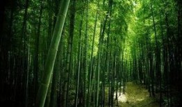 常绿干部爆料视频最新版,揭秘权力背后的真相